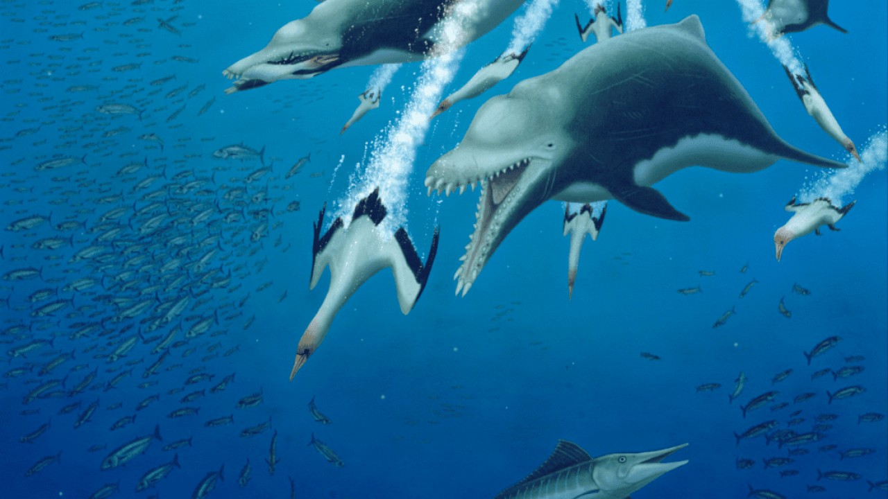 Delfini e balene si sono evoluti parallelamente?