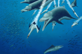 Delfini e balene si sono evoluti parallelamente?