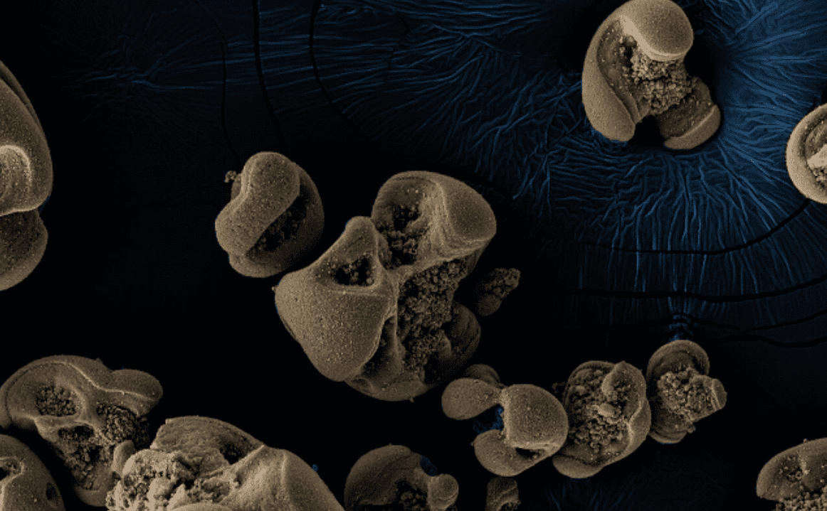 Dieta pesante? Dillo ai batteri che mangiano metallo!