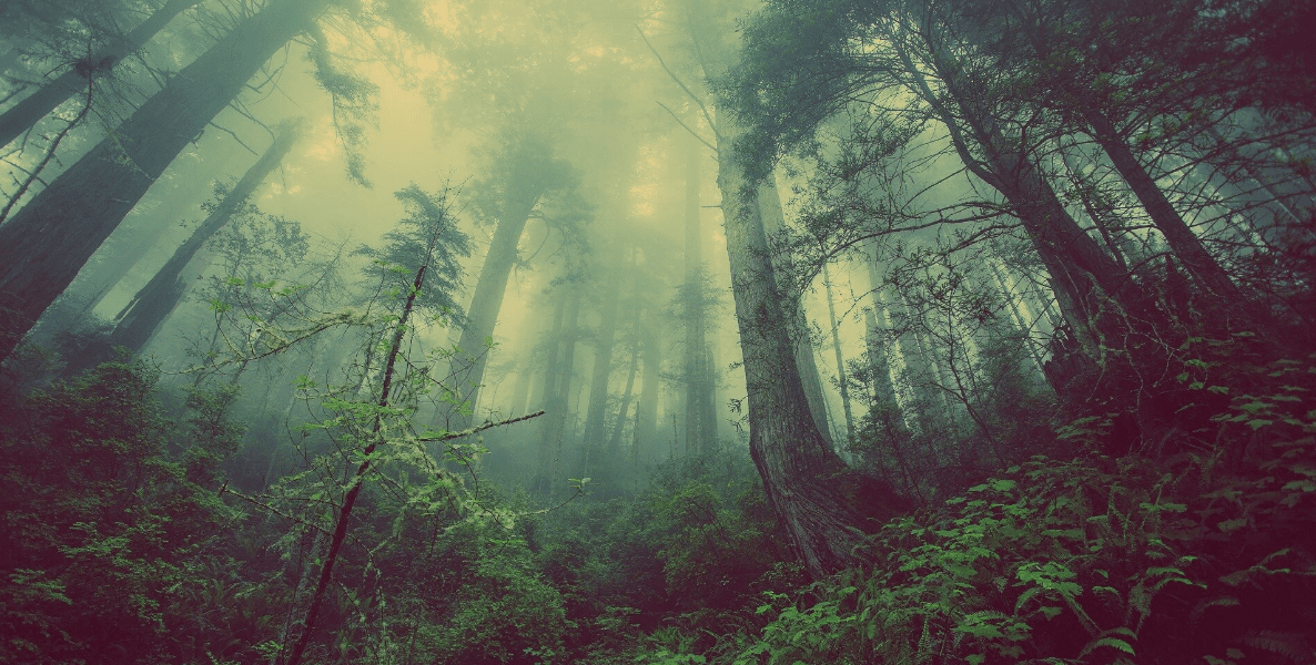 Il paesaggio sonoro di un ambiente naturale ricreato con algoritmi di apprendimento automatico per proteggere la natura