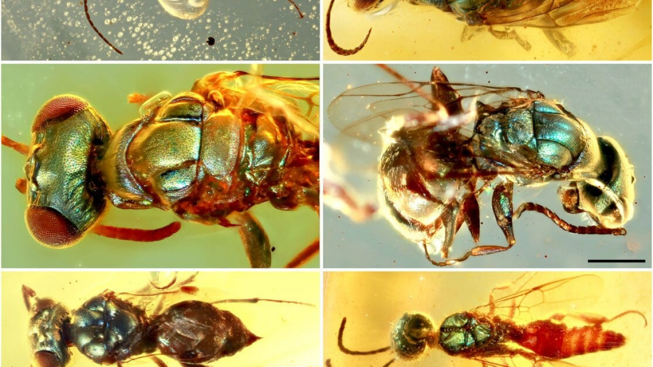 Insetti fossili del Cretaceo: i loro colori preservati dall’ambra