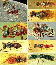 Insetti fossili del Cretaceo: i loro colori preservati dall’ambra