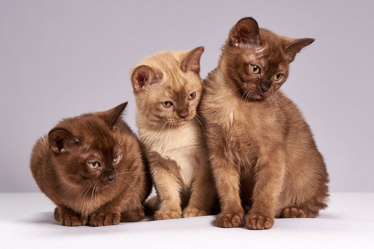 Una ricerca dimostra che i gatti sono meno “fedeli” dei cani