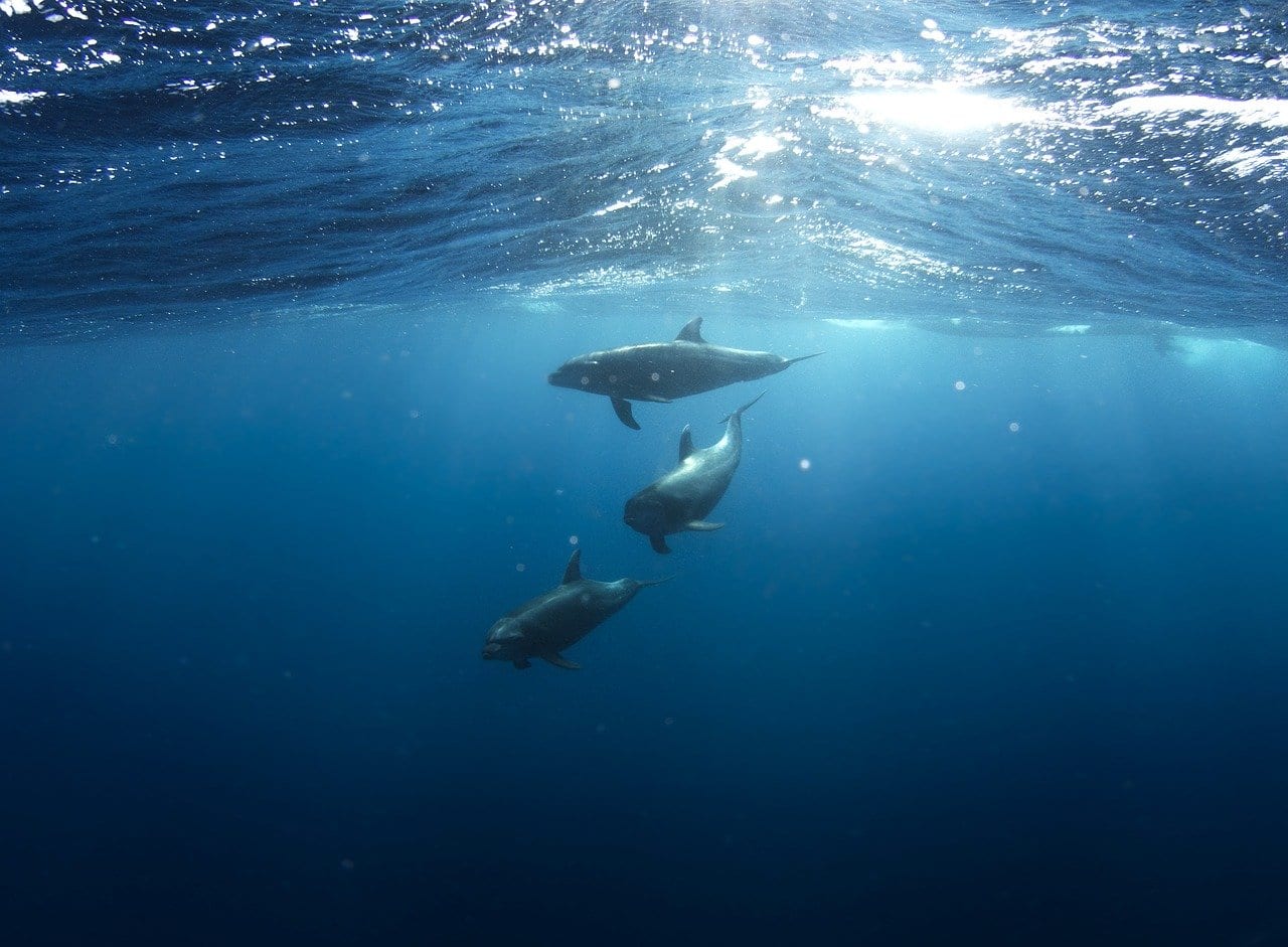 Delfini: l’importanza degli amici di infanzia