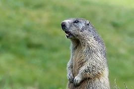 Torna la peste bubbonica, colpa delle marmotte