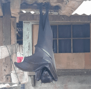 Pipistrello gigante virale sui social: ecco la storia