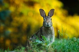 Bunny Ebola: il virus che sta facendo strage di conigli negli US