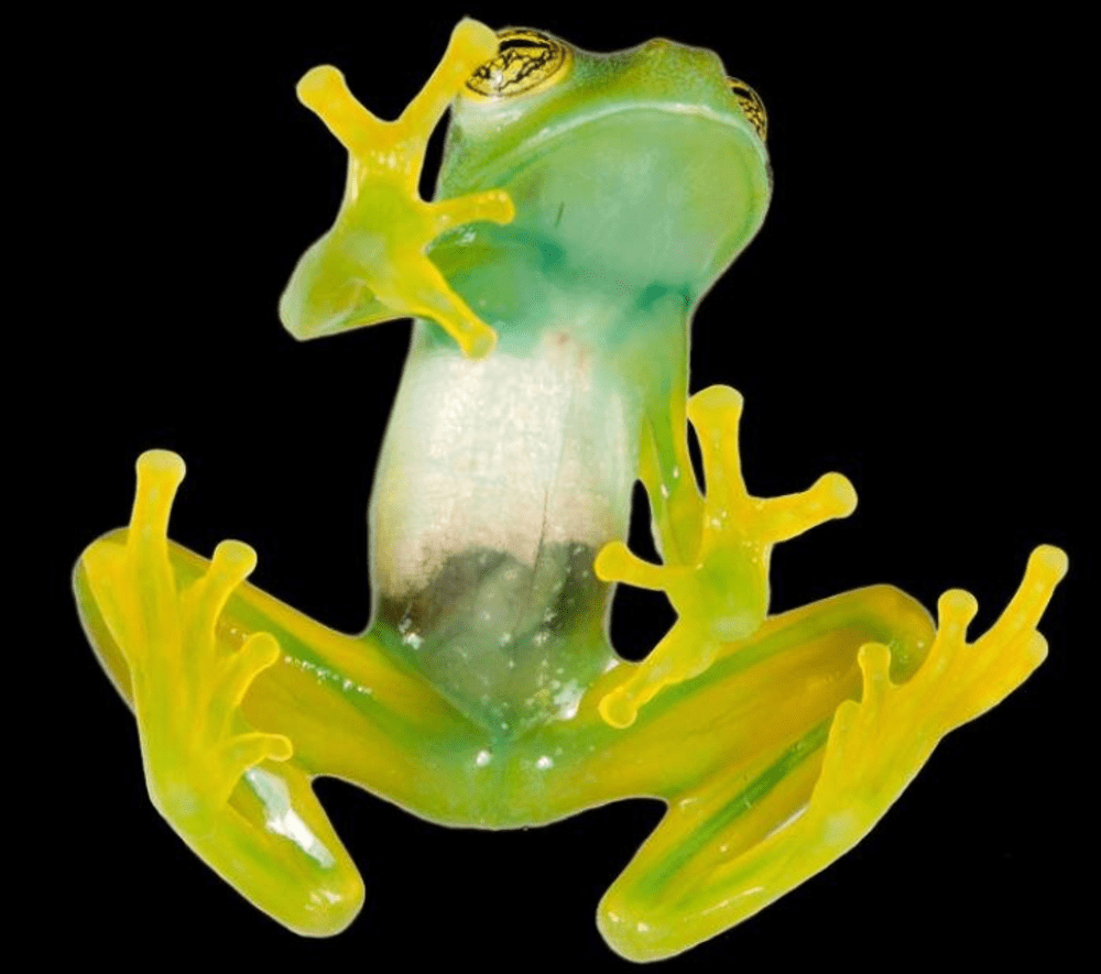 Perché alcune rane sono verdi anche dentro?