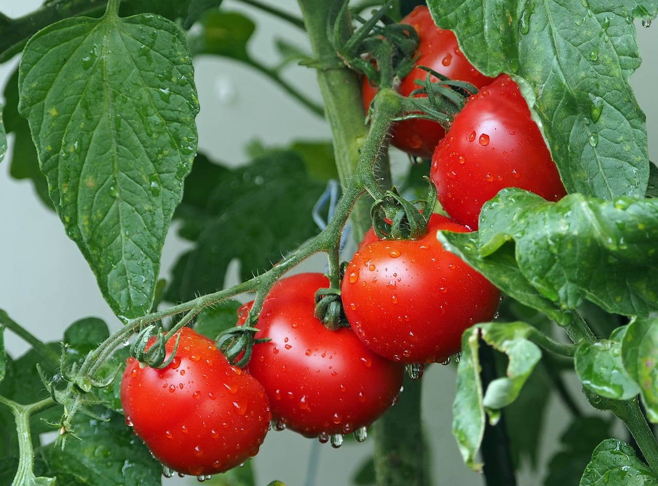 Piante di pomodoro più longeve: scoperto il gene responsabile