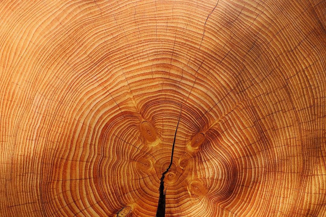 Dagli anelli degli alberi si legge la triste anomalia iniziata nel XX secolo