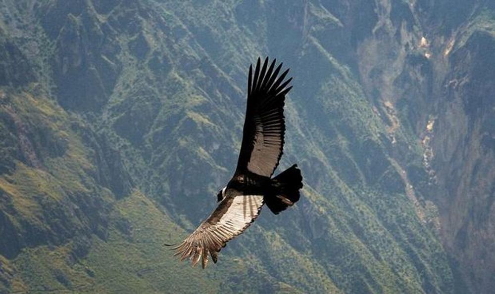 Condor Andino: riesce a volare per 160 km senza mai sbattere le ali