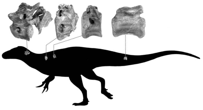 vertebre dinosauro