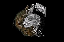 Mummie di animali: rivelatrici le nuove immagini a raggi X