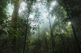 Siccità: una nuova generazione di alberi potrebbe salvare le foreste