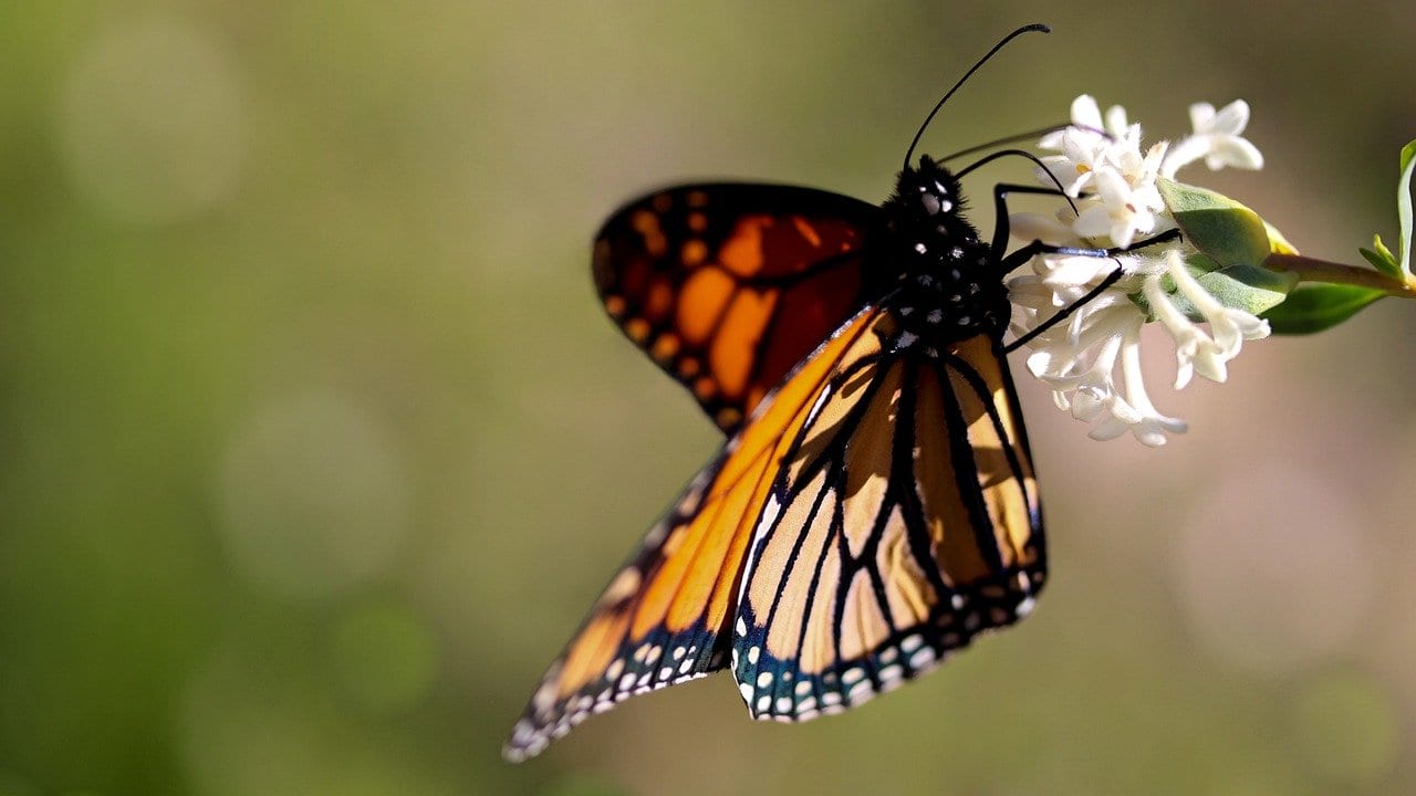 Farfalle Monarca: smentita l'ipotesi della mortalità migratoria