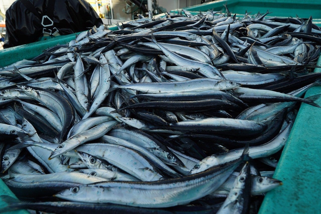 Pesca: l’effetto del cambiamento climatico