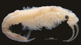 Crostacei: una nuova specie scoperta nel posto più caldo del mondo