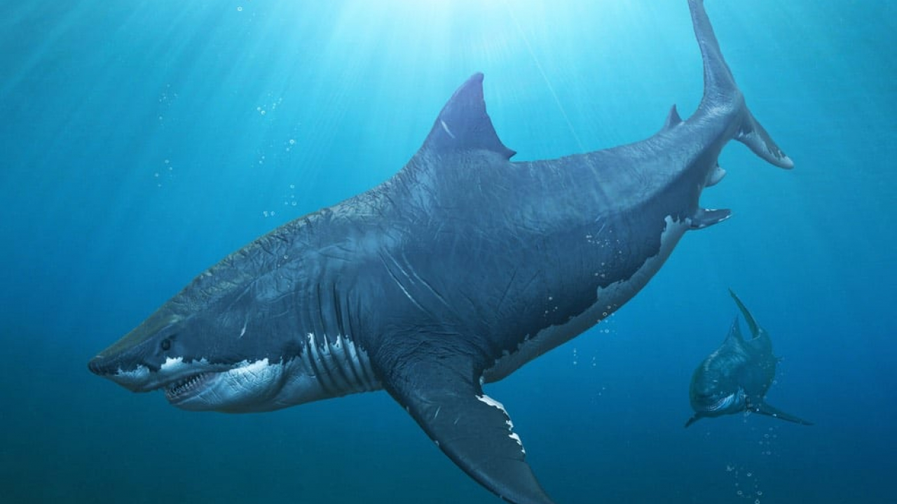 Megalodonte, scoperte le vere dimensioni dello squalo preistorico