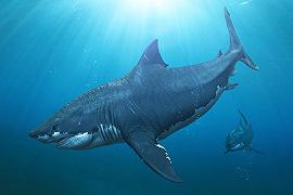 Megalodonte, scoperte le vere dimensioni dello squalo preistorico