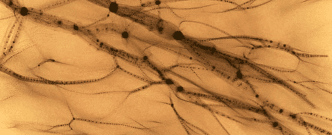 Materia oscura: una simulazione che dà una forma a qualcosa di invisibile