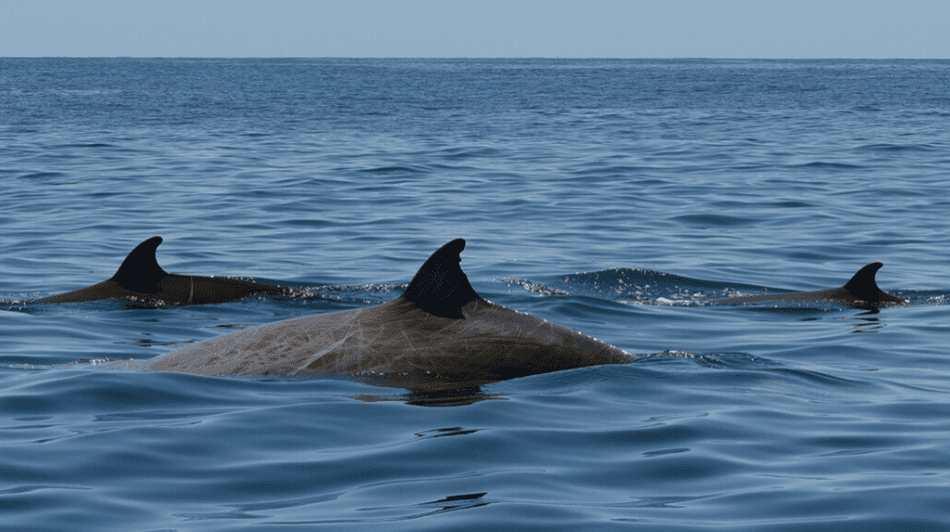 Balena dal becco: stabilito nuovo tempo record d'immersione