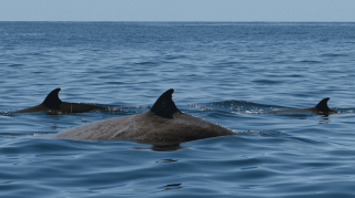 Balena dal becco: stabilito nuovo tempo record d’immersione