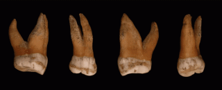 Neanderthal: sequenziato il cromosoma Y