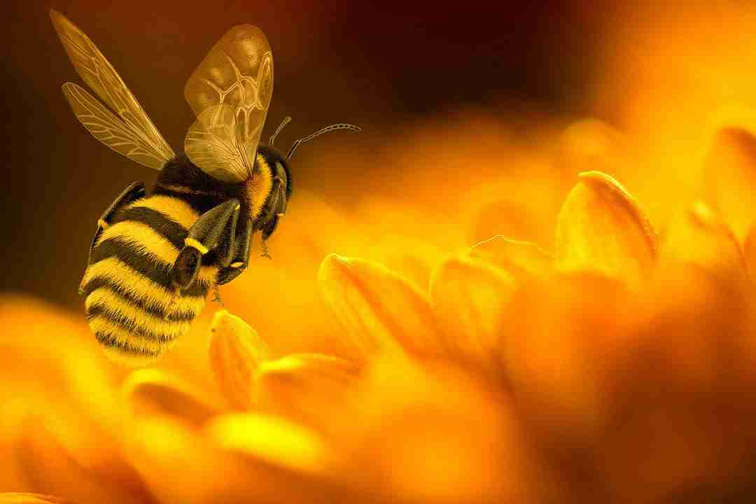 Veleno delle api