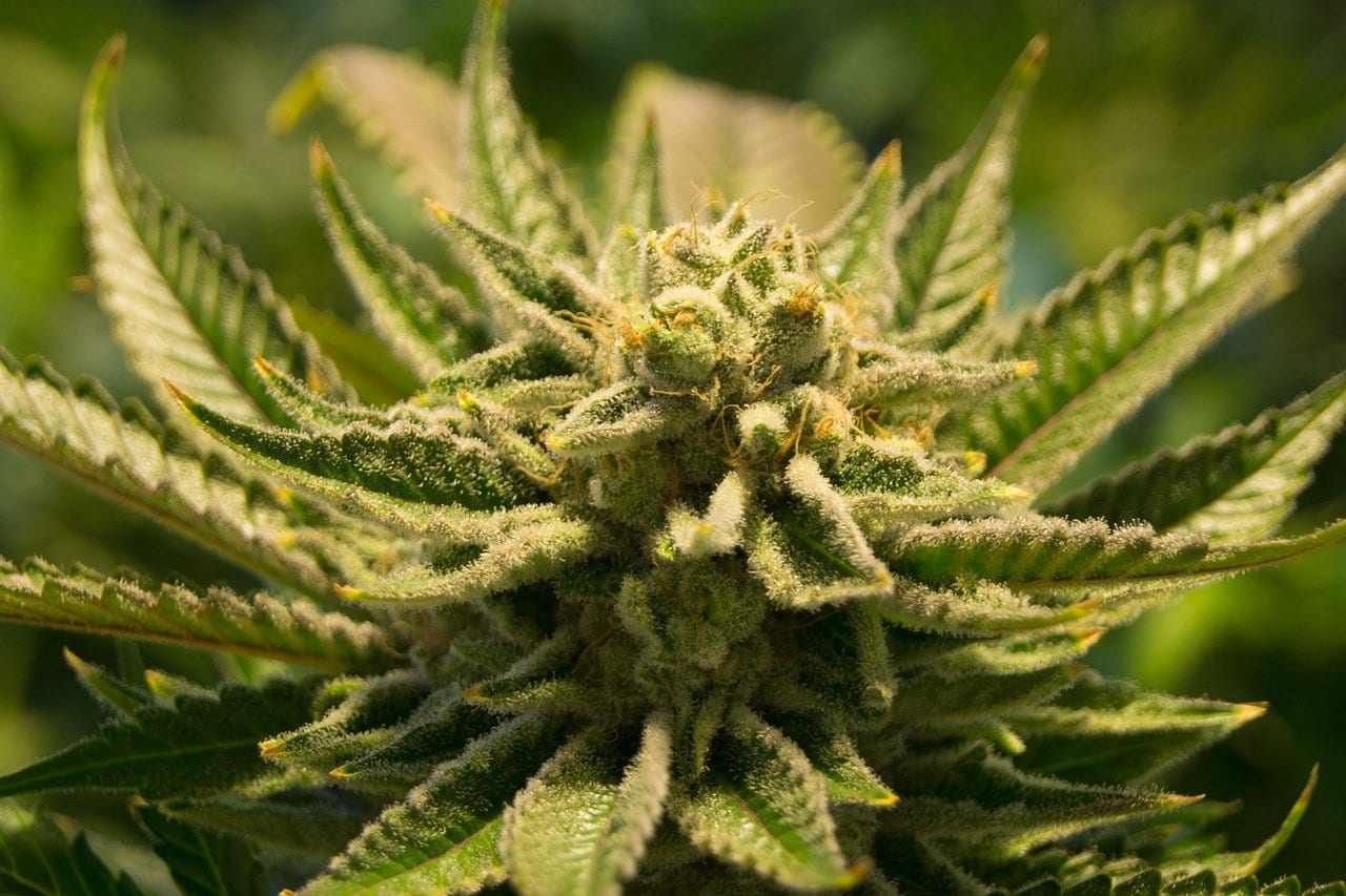 Cannabis: il THC per trattare le infiammazioni e il tumore al colon