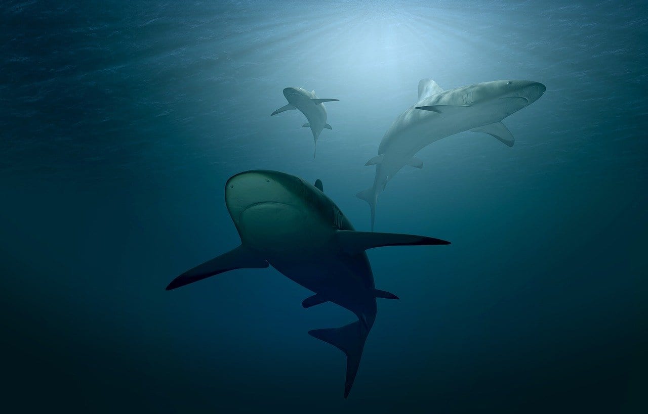Orche, spaventano anche i grandi squali bianchi