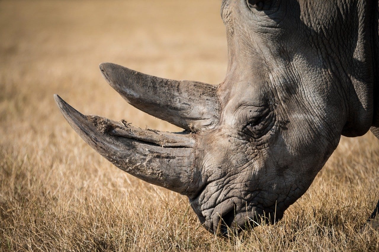 Rinoceronte di Giava: due piccoli esemplari avvistati in Indonesia