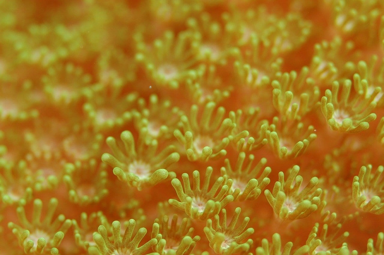 Margherite di mare: potrebbero appartenere a specie diverse