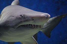 Un fossile di pesce getta una luce nuova sull’evoluzione degli squali (e non solo)