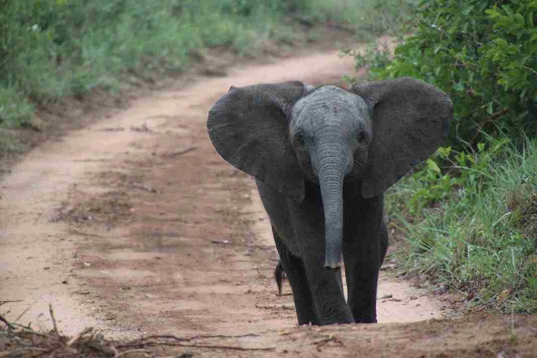 elefante in sud africa