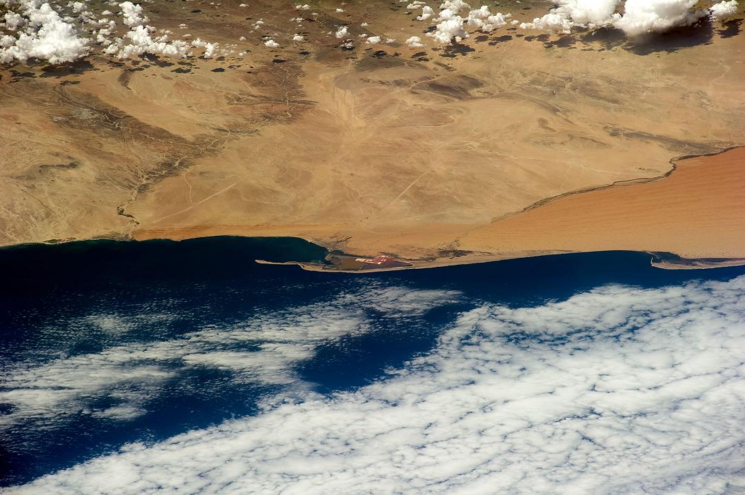 Migliaia di cuccioli di foca trovati morti sulle coste della Namibia
