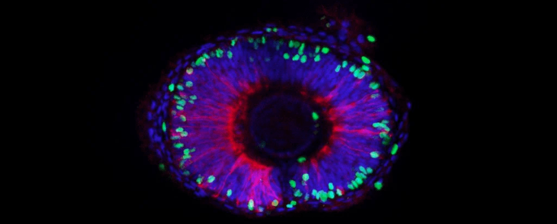 Retina: alcuni geni dei pesci permettono la rigenerazione