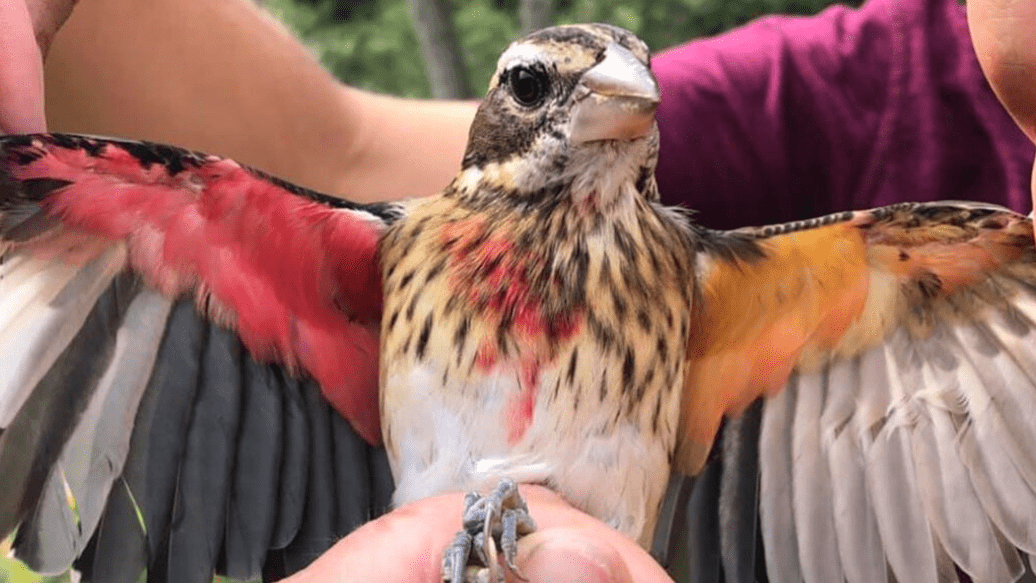 Uccelli: scovato esemplare metà maschio e metà femmina