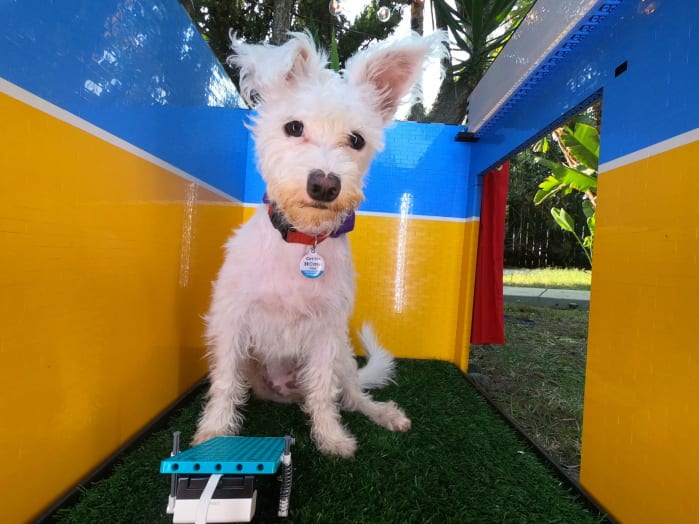 LEGO selfie per i cani