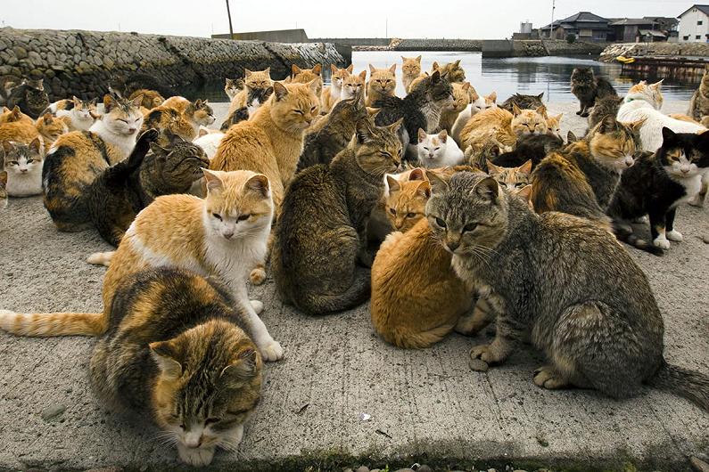 Aoshima, l’isola dei gatti