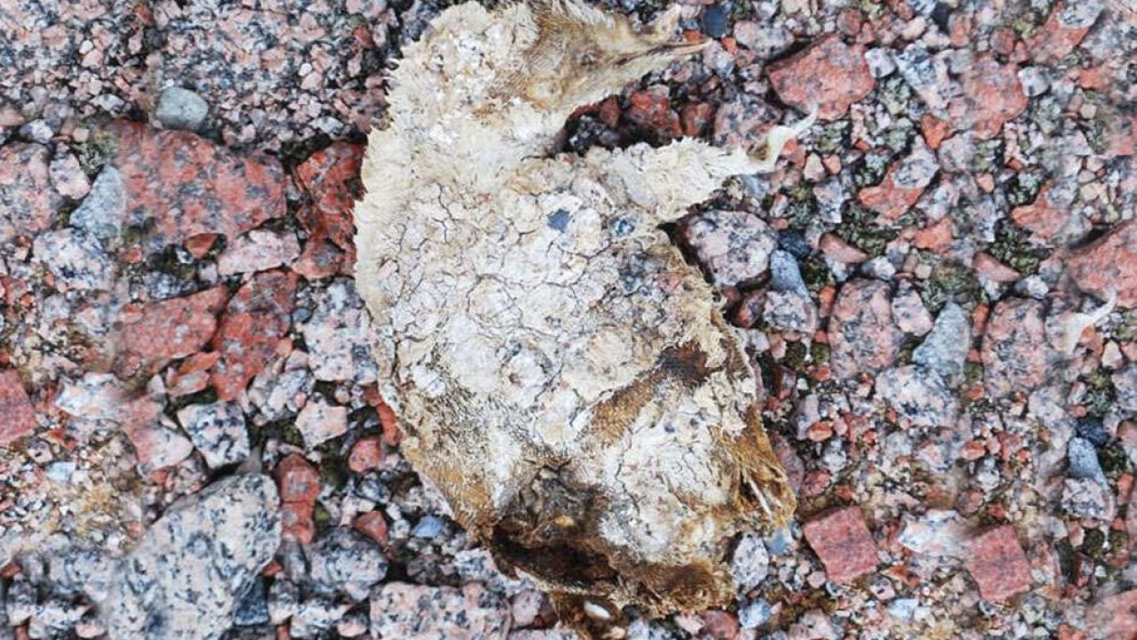 Il riscaldamento globale fa riemergere in Antartide un cimitero di pinguini