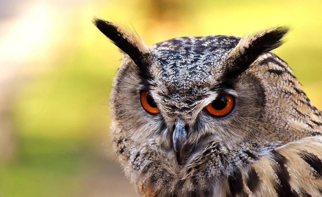 Gufi: è il DNA che gli dà un potente vantaggio visivo nell’oscurità