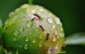 Formiche, per evitare di affogare fanno uso di utensili