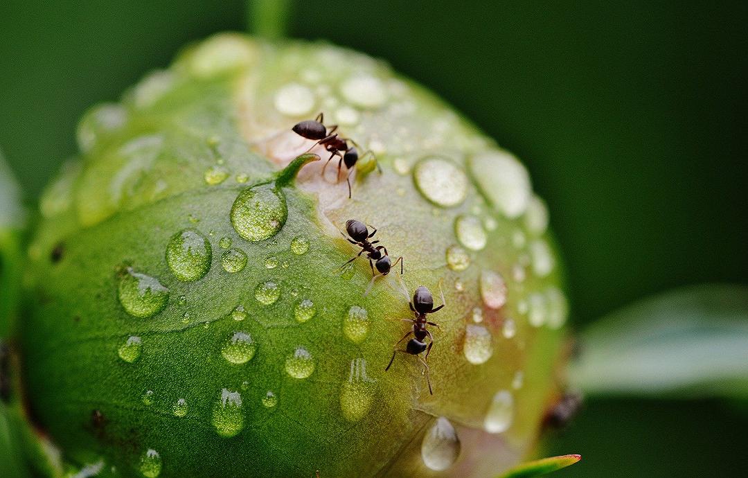 Formiche, per evitare di affogare fanno uso di utensili