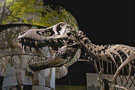 Uno scheletro di T-Rex è stato venduto a 31.8 milioni di dollari