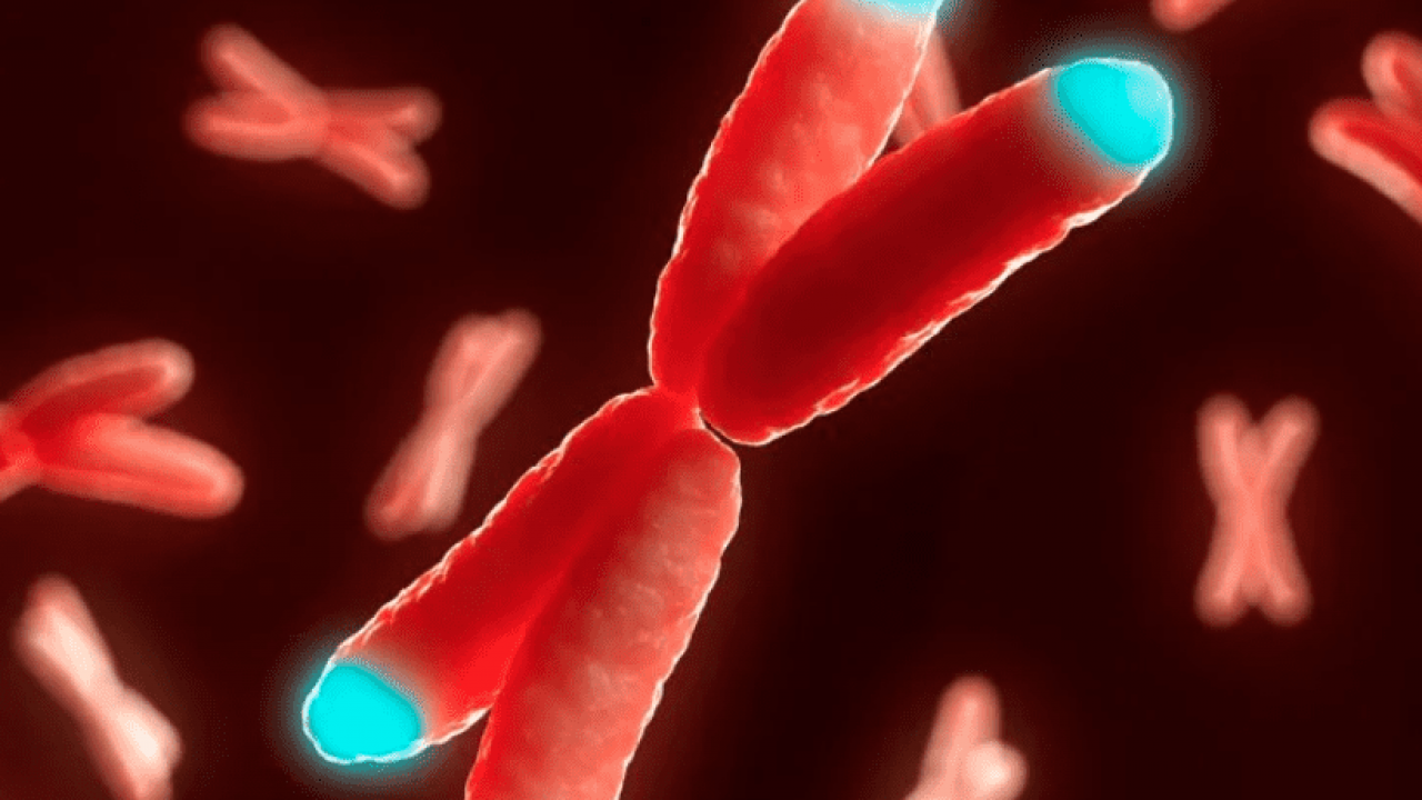 Cromosomi: invertito l’invecchiamento cellulare?