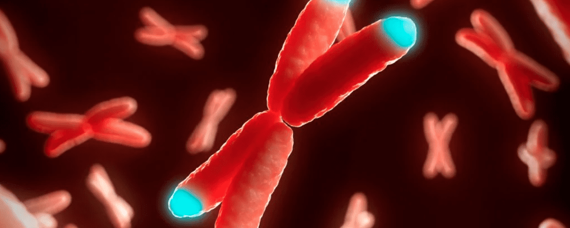 Cromosomi: invertito l'invecchiamento cellulare?