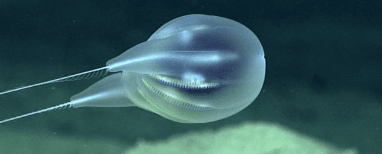 Ctenofori: scoperta nuova specie nelle profondità marine