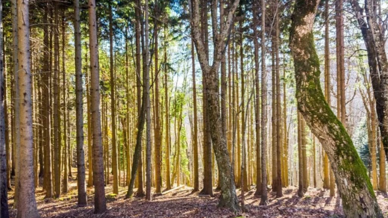 Gli alberi parlano?