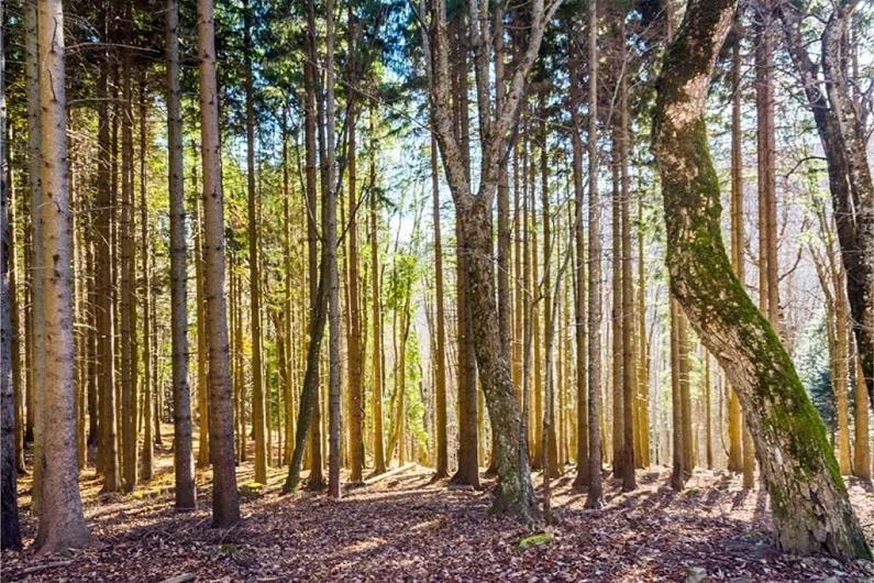 Gli alberi parlano?