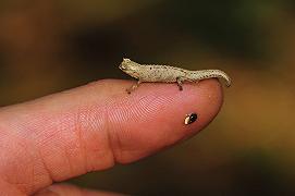 Madagascar, scoperto il camaleonte più piccolo del mondo